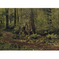 Path in the Deciduous Forest. Ferns