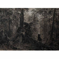 Morning in a pine forest