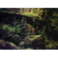 Stones in the Forest. Valaam