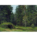 Forest lodge