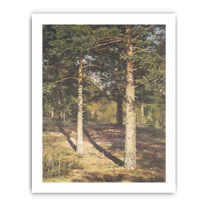 The Sun Lit Pines