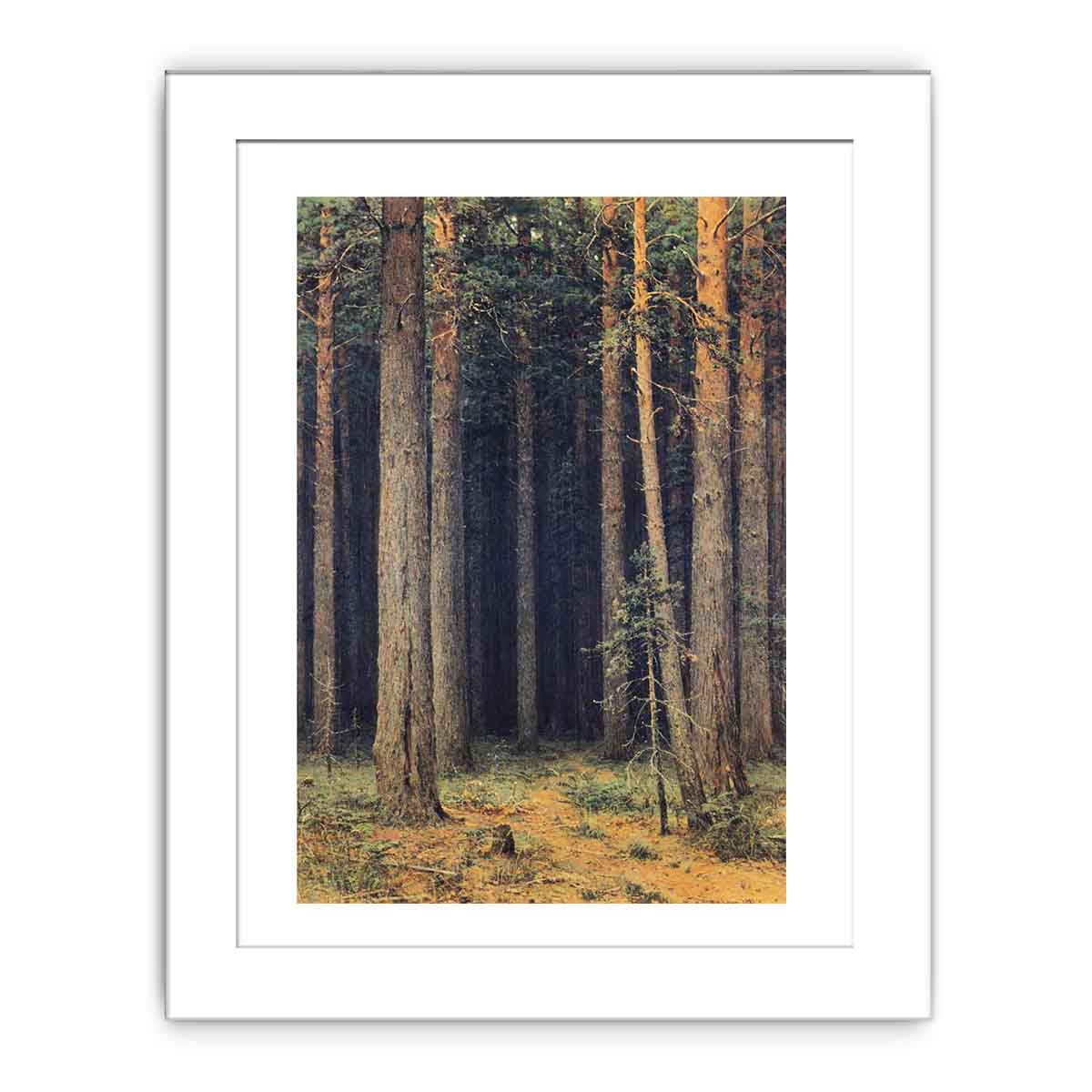 Forest Reserve, Pine Grove