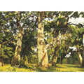 Oaks. Evening