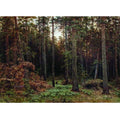 Pine Forest 1885