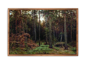 Pine Forest 1885