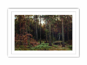 Pine Forest 1885