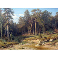 A Pine Forest. Mast-Timber forest in Viatka Province