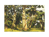Oaks. Evening artwork preview