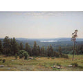 The forest distant views
