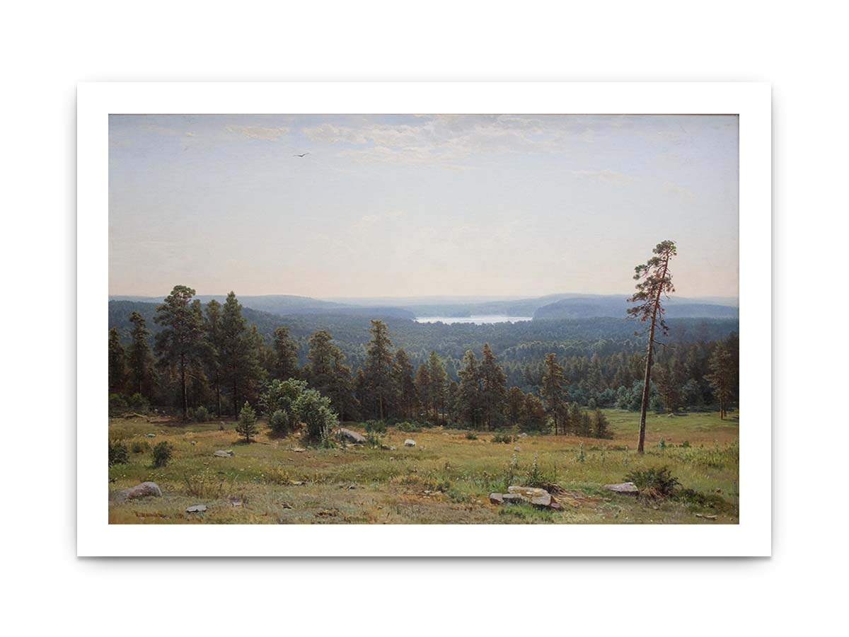 The forest distant views
