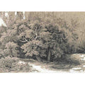 Forest Clearing