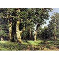 Oak grove