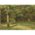 The Forest Clearing