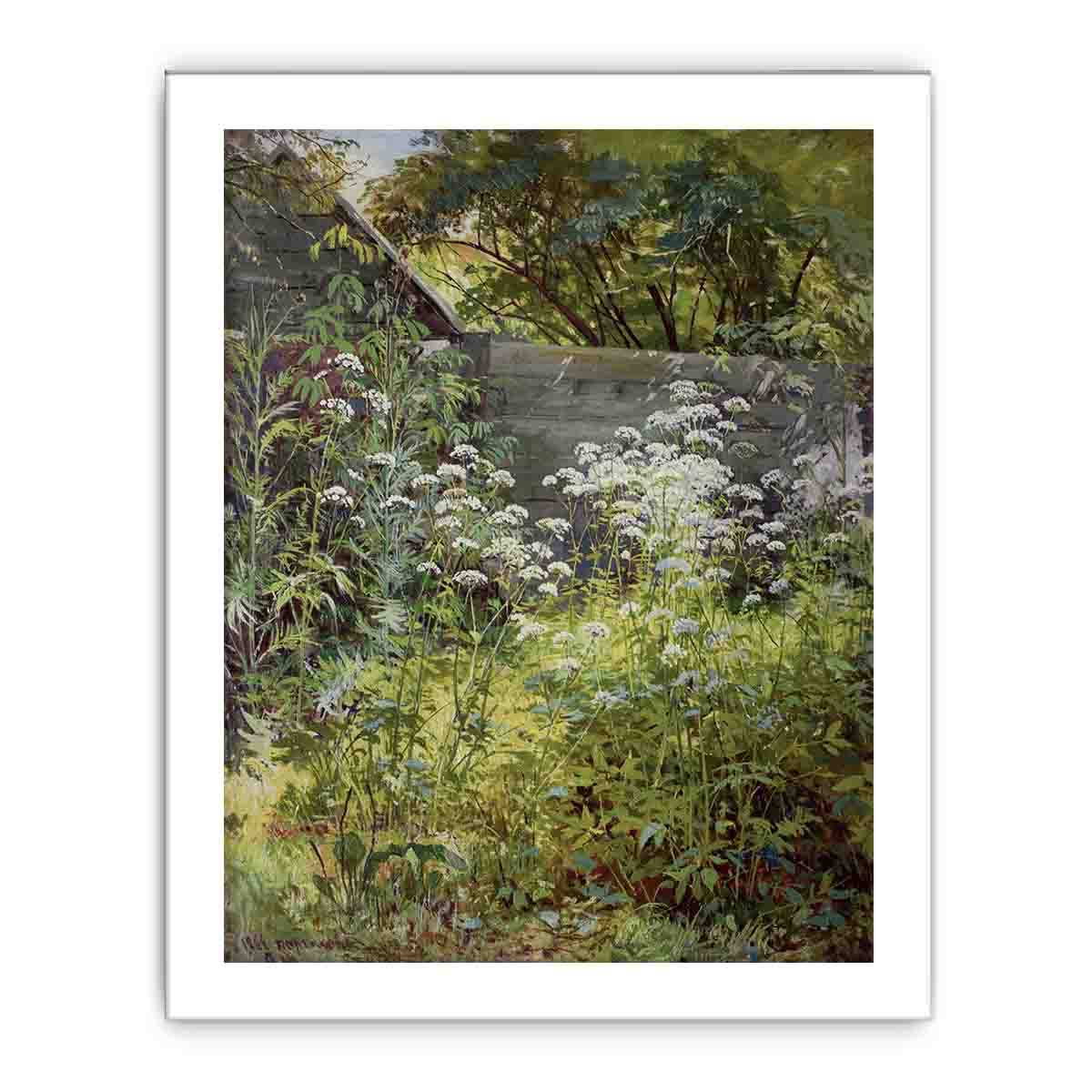 Corner Overgrown Garden. Aegopodium-grass