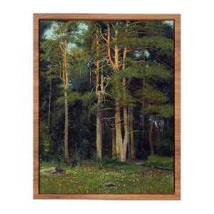 Pine forest in Ligovo