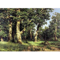 Oak grove