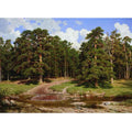 Pine Forest