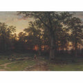 Forest in the evening