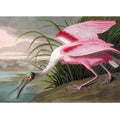 Roseate Spoonbill, Platalea leucorodia, 1836