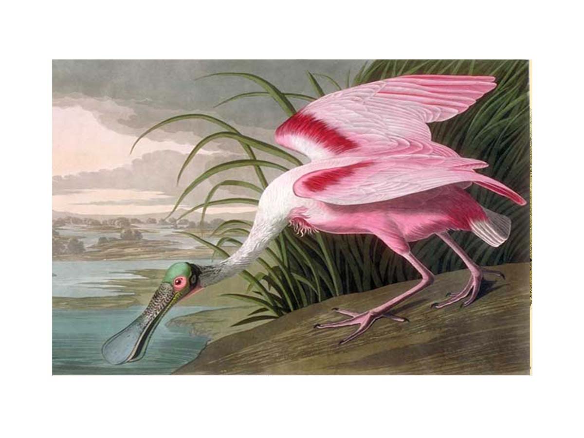 Roseate Spoonbill, Platalea leucorodia, 1836