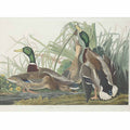 Mallard Duck (Plate 221)