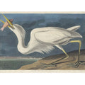 Great White Heron (Plate Cclxxxi)