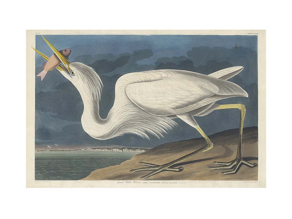 Great White Heron (Plate Cclxxxi)