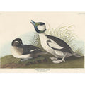And Buffel-Headed Duck