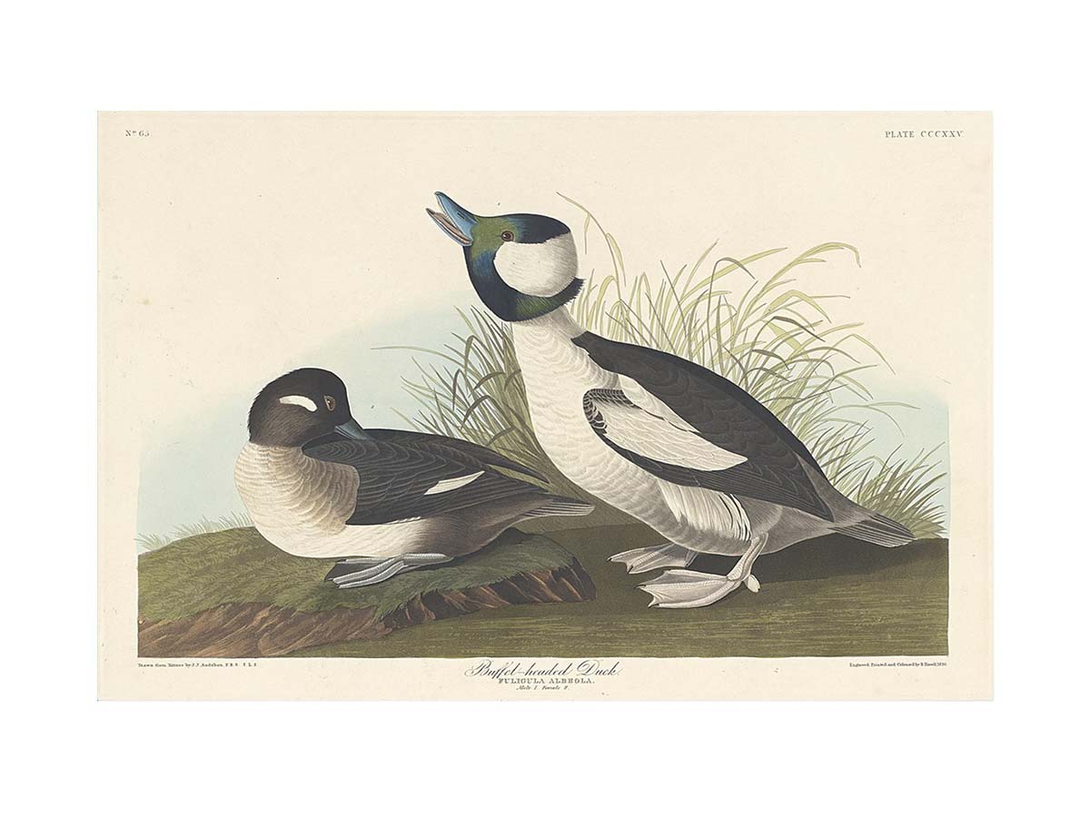 And Buffel-Headed Duck