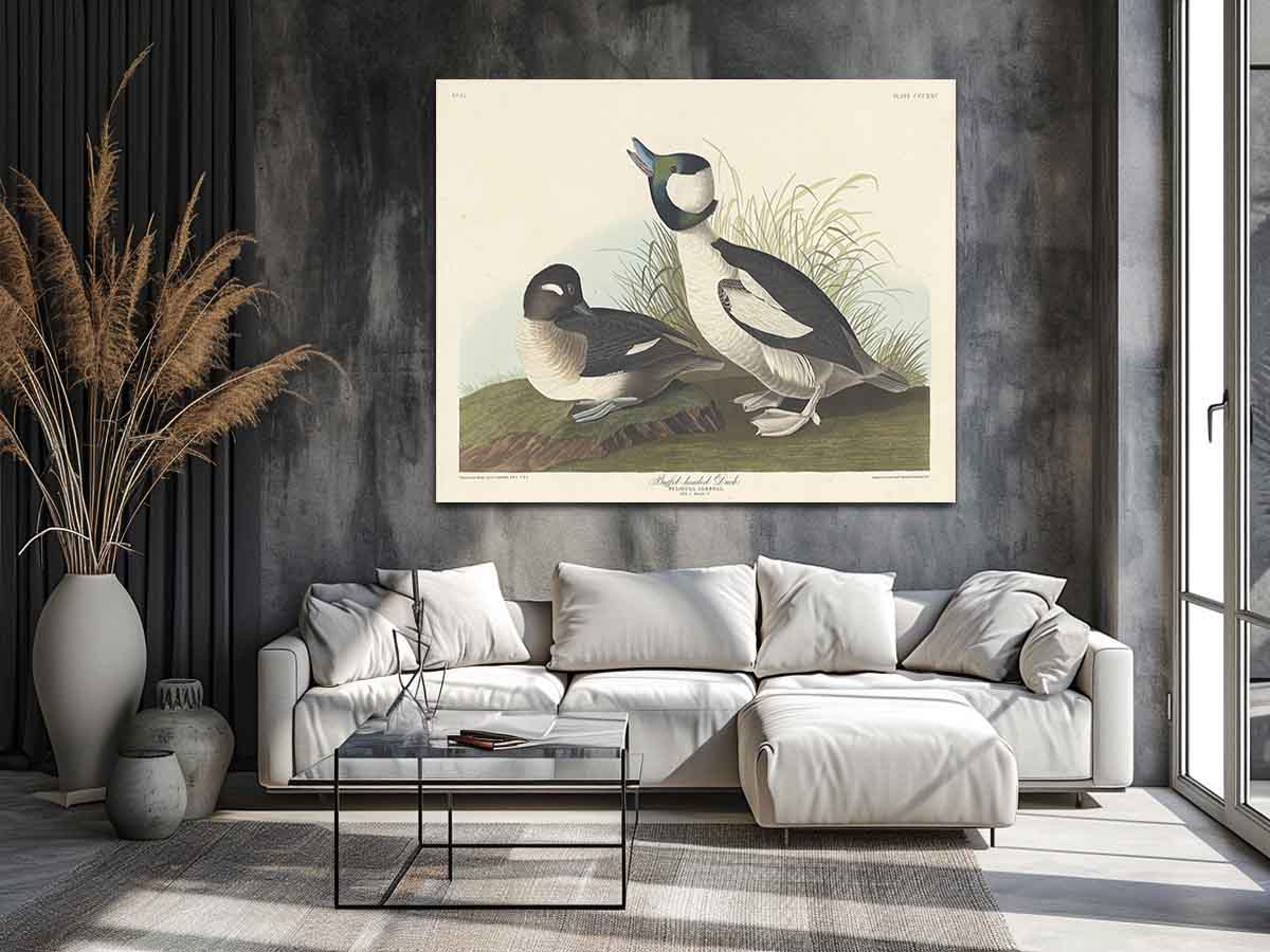 And Buffel-Headed Duck