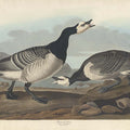 Barnacle Goose (Plate Ccxcvi)