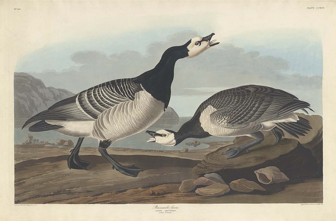Barnacle Goose (Plate Ccxcvi)