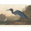 Blue Crane Or Heron (Plate 307)