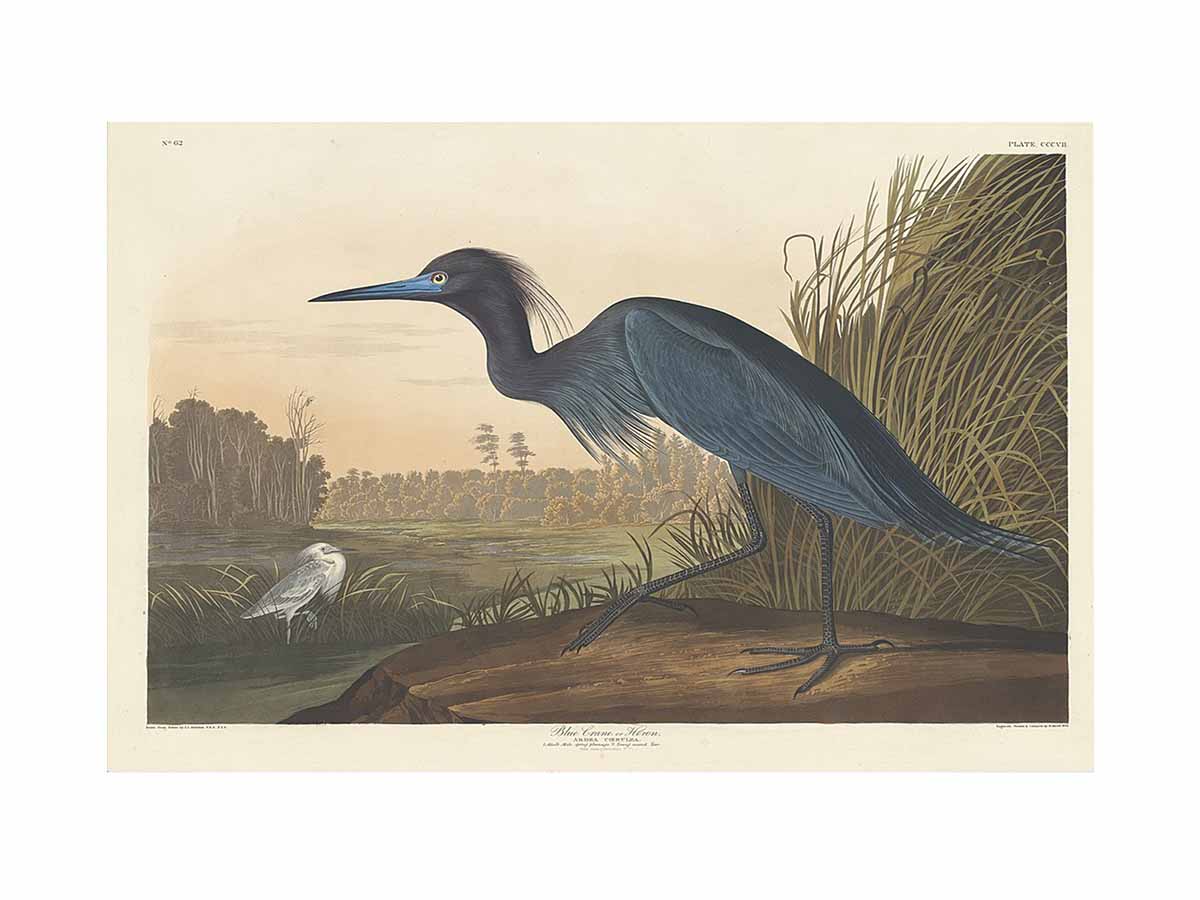 Blue Crane Or Heron (Plate 307)