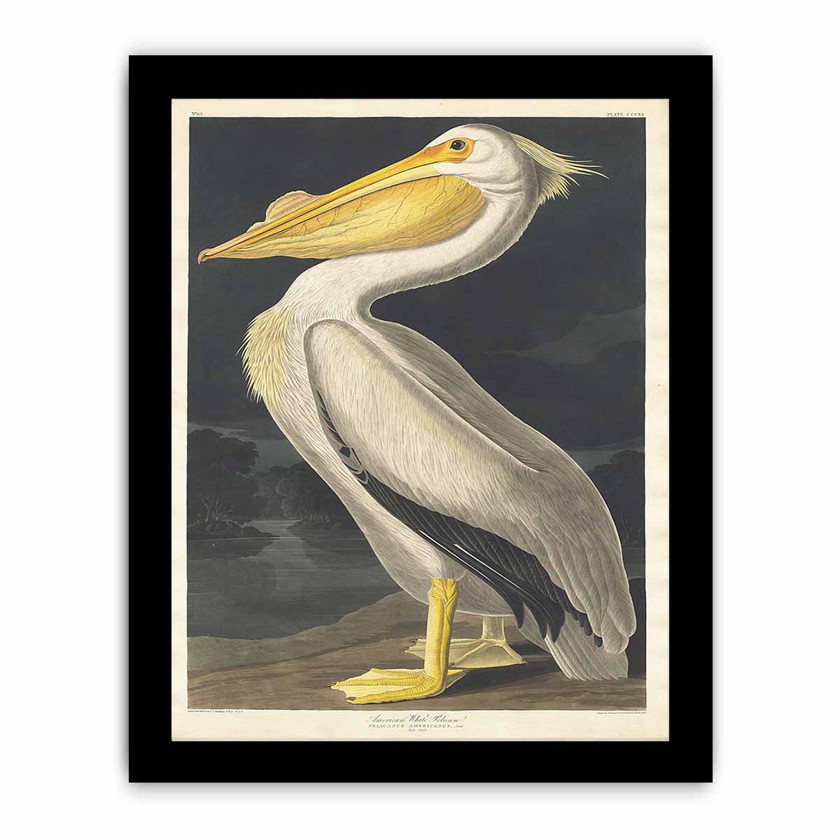 American White Pelican (Plate 311)