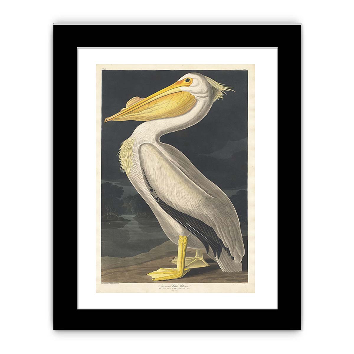 American White Pelican (Plate 311)