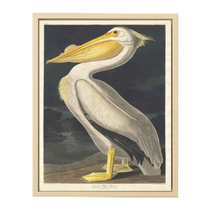 American White Pelican (Plate 311)