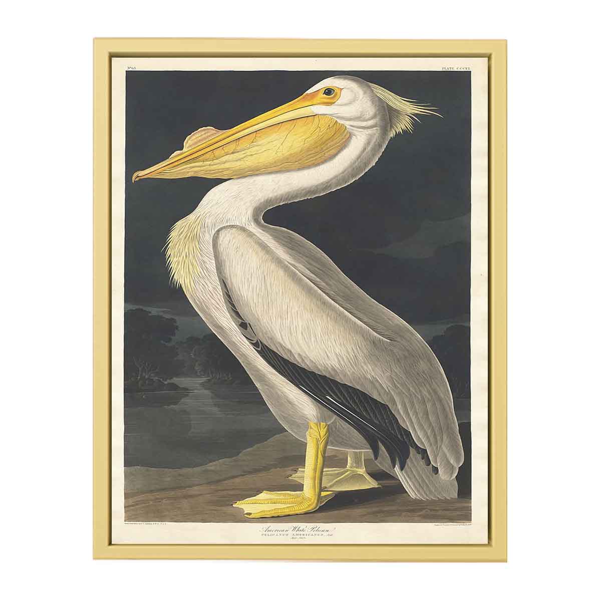 American White Pelican (Plate 311)