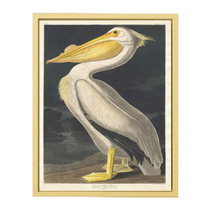 American White Pelican (Plate 311)