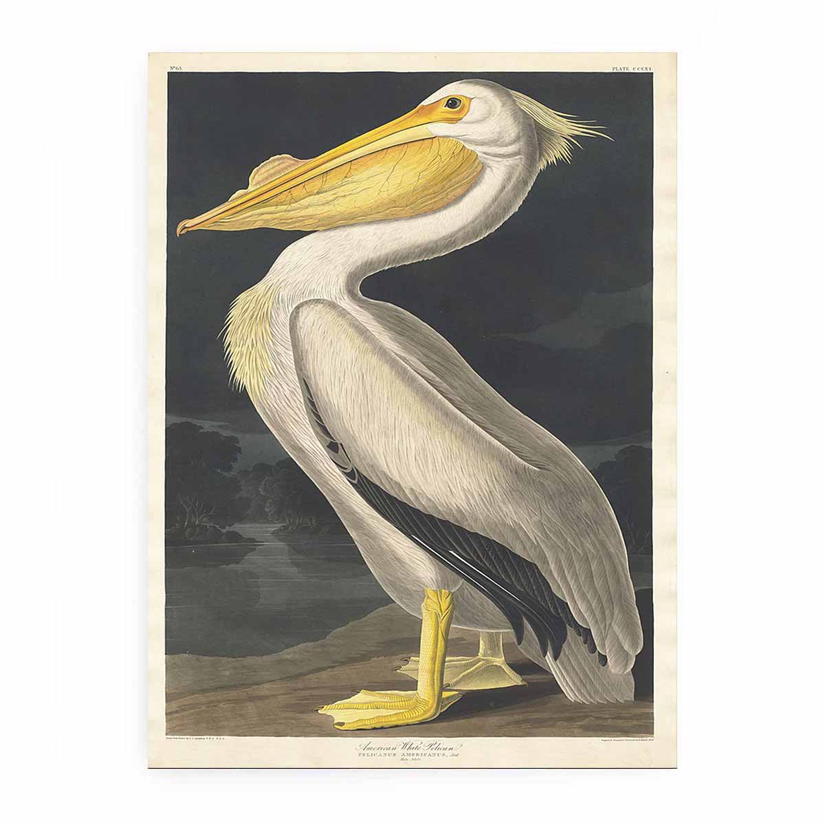 American White Pelican (Plate 311)