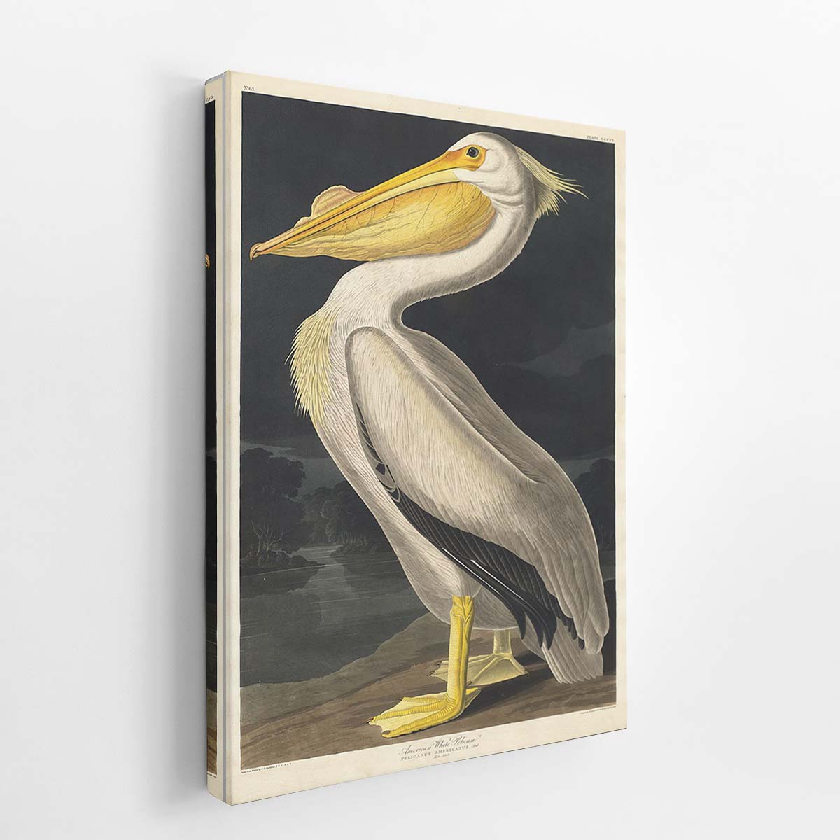 American White Pelican (Plate 311)