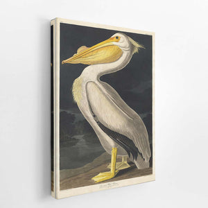 American White Pelican (Plate 311)