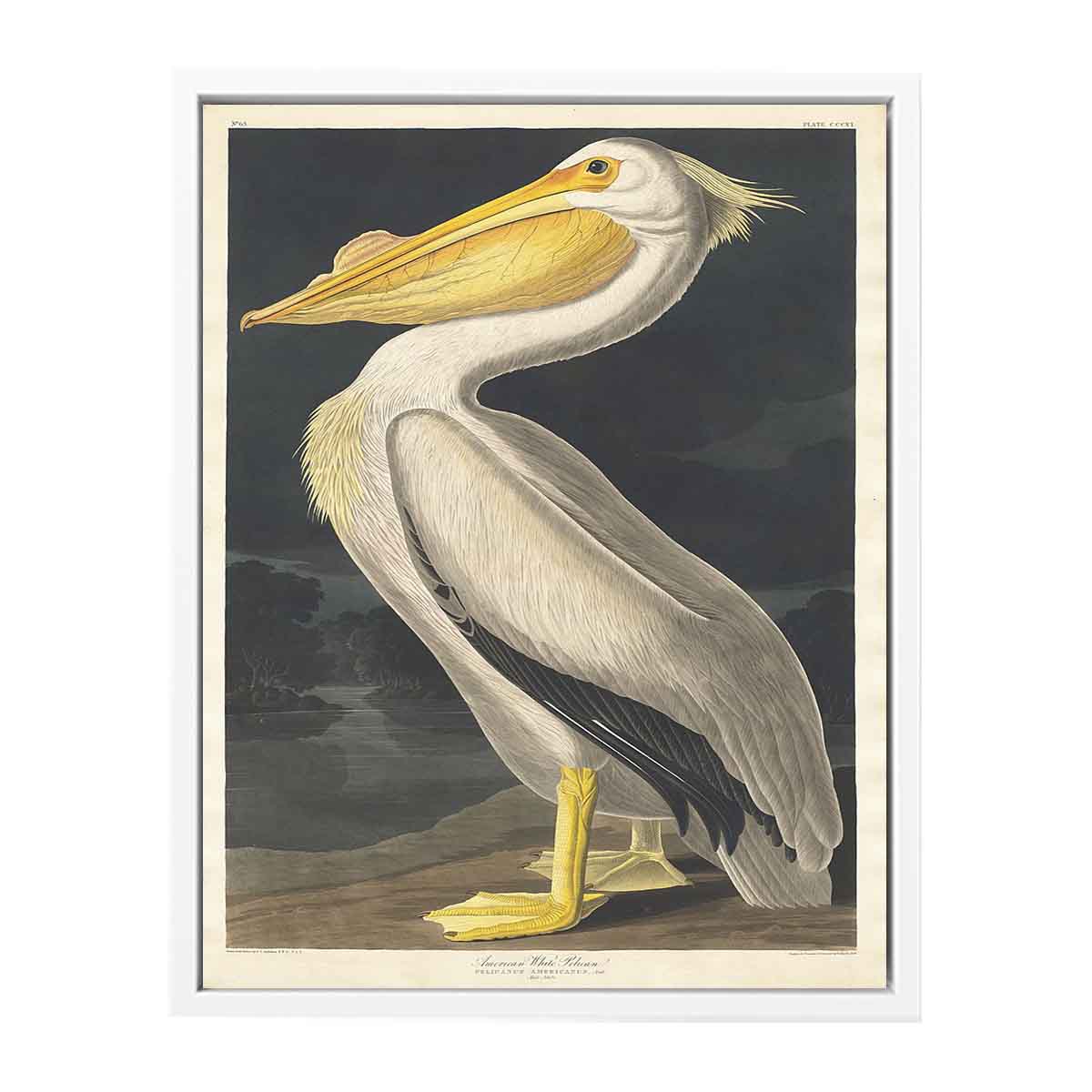 American White Pelican (Plate 311)