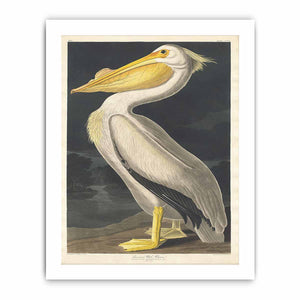 American White Pelican (Plate 311)
