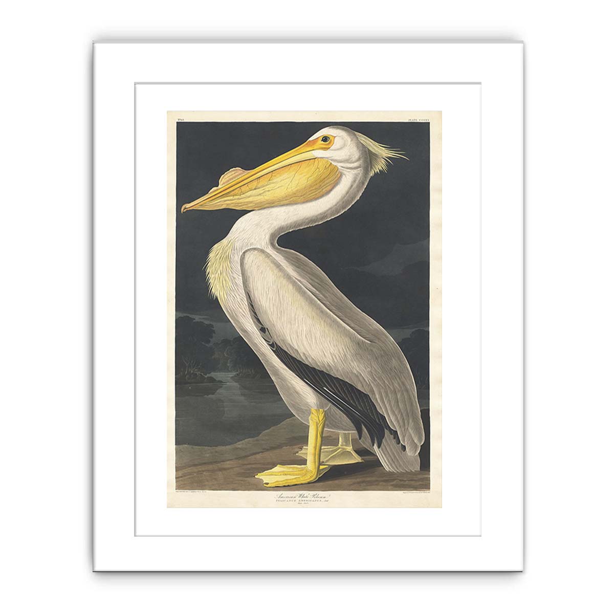 American White Pelican (Plate 311)