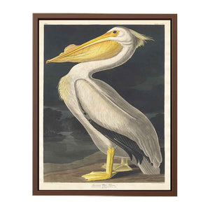 American White Pelican (Plate 311)