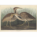 American Bittern