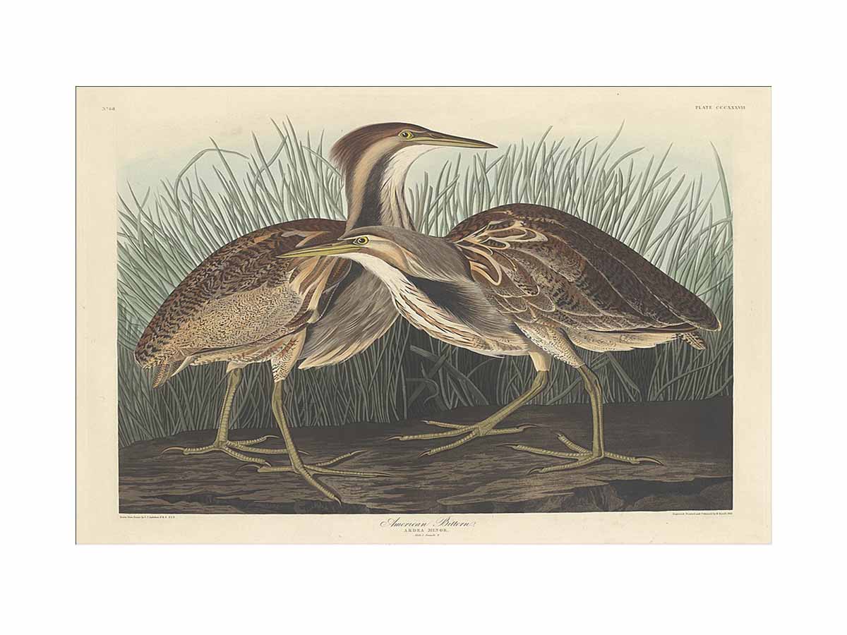 American Bittern