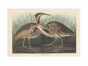 American Bittern