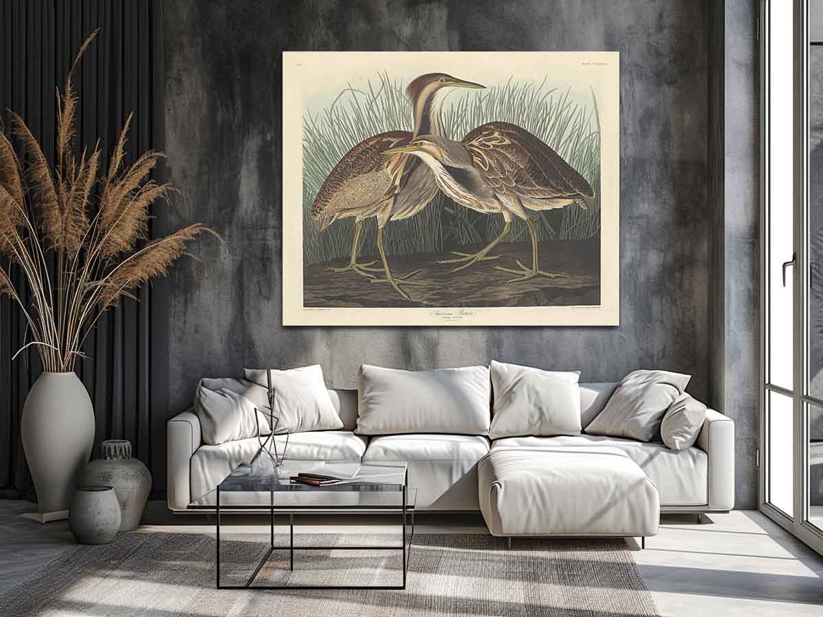 American Bittern